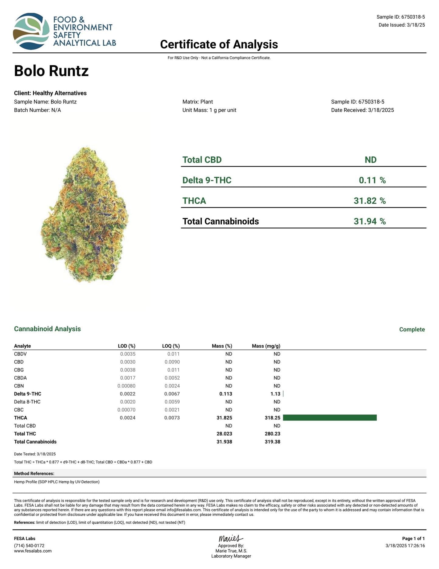 BOLO RUNTZ