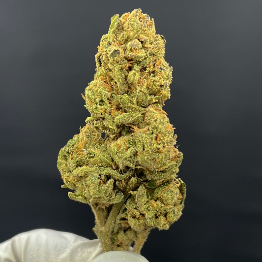 GELATO