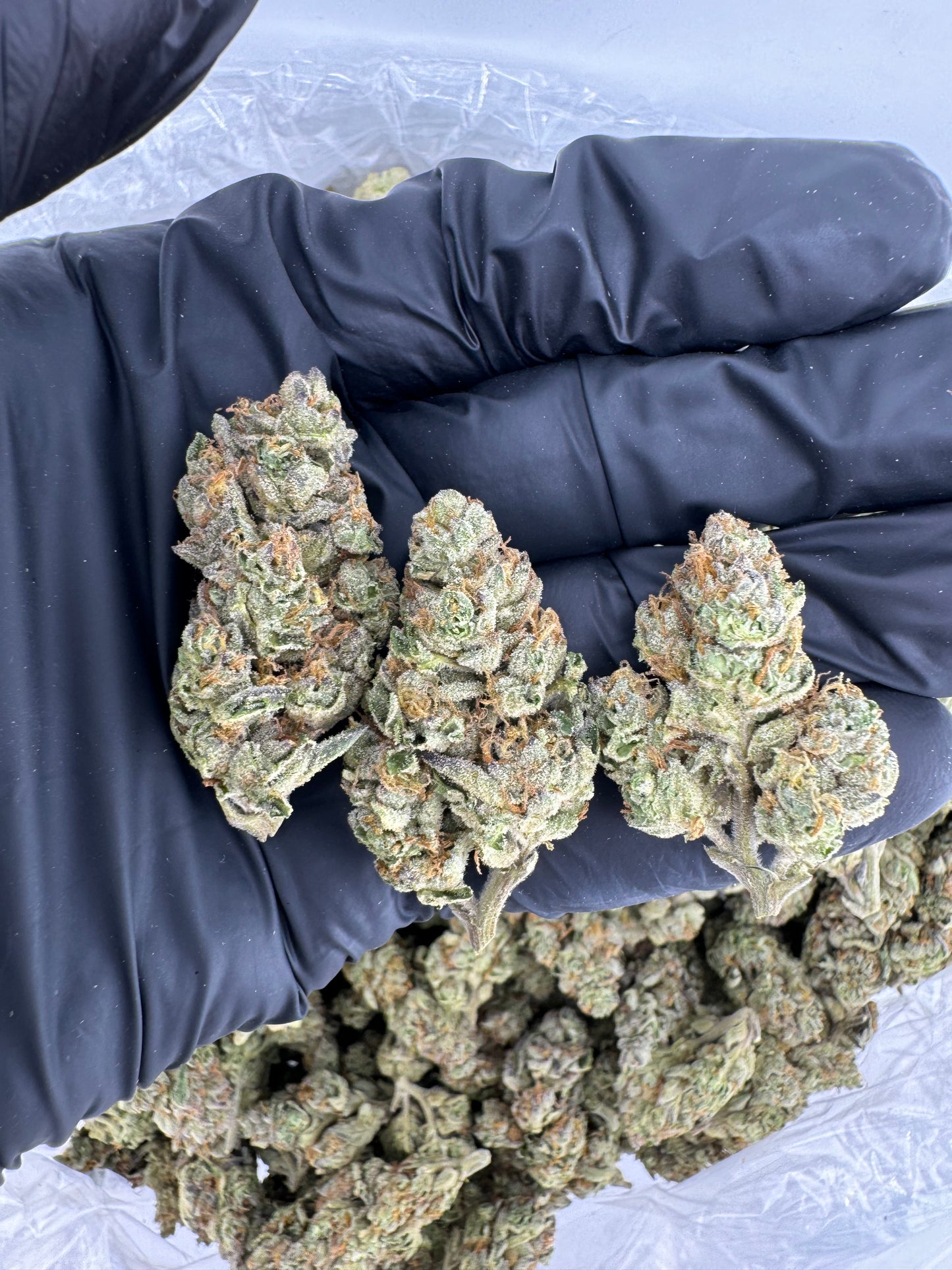 BULK THCA PREMIUM FLOWER LIGHT DEP GARY PAYTON