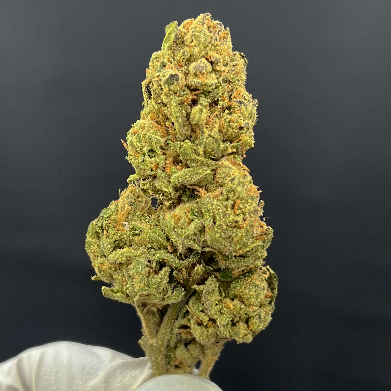 GELATO