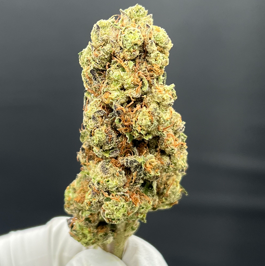 GOVERNMINT OASIS OG