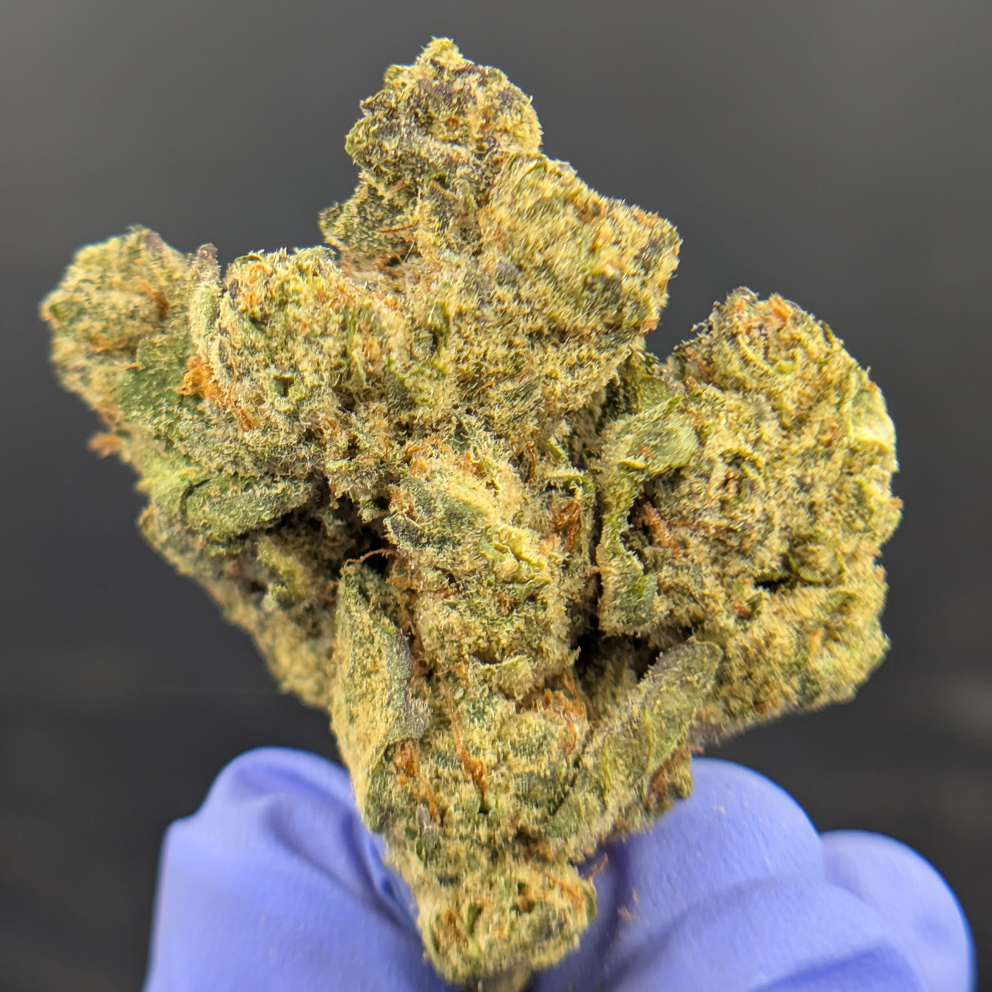 BULK THCA ECONOMY FLOWER LIGHT DEP ICE CREAM CAKE ICC