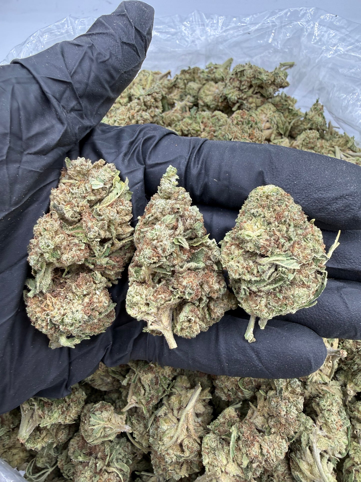 BULK THCA PREMIUM FLOWER LIGHT DEP L.A. KUSH CAKE