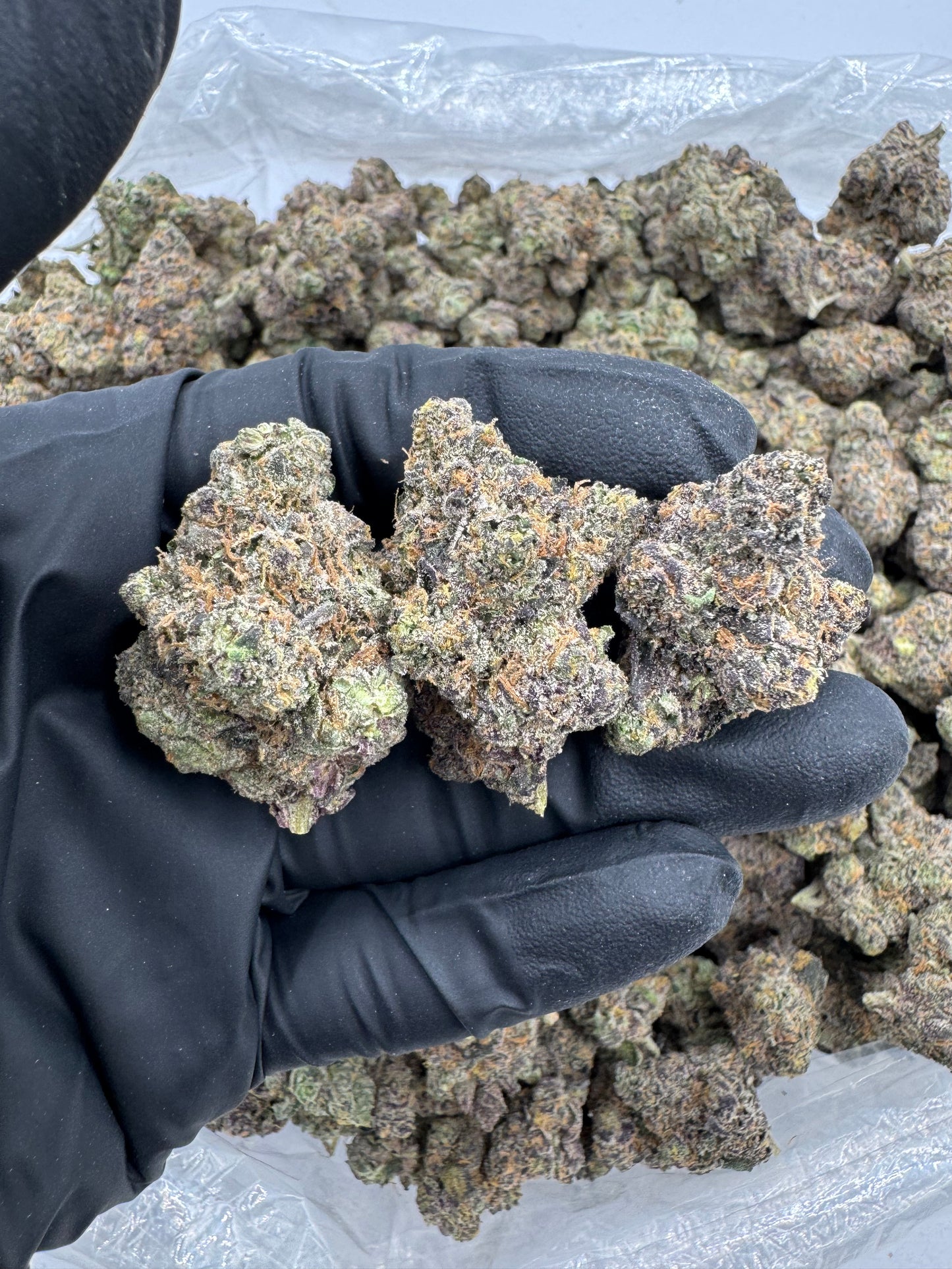 BULK THCA PREMIUM FLOWER INDOOR LEMON FREEZE (POP)