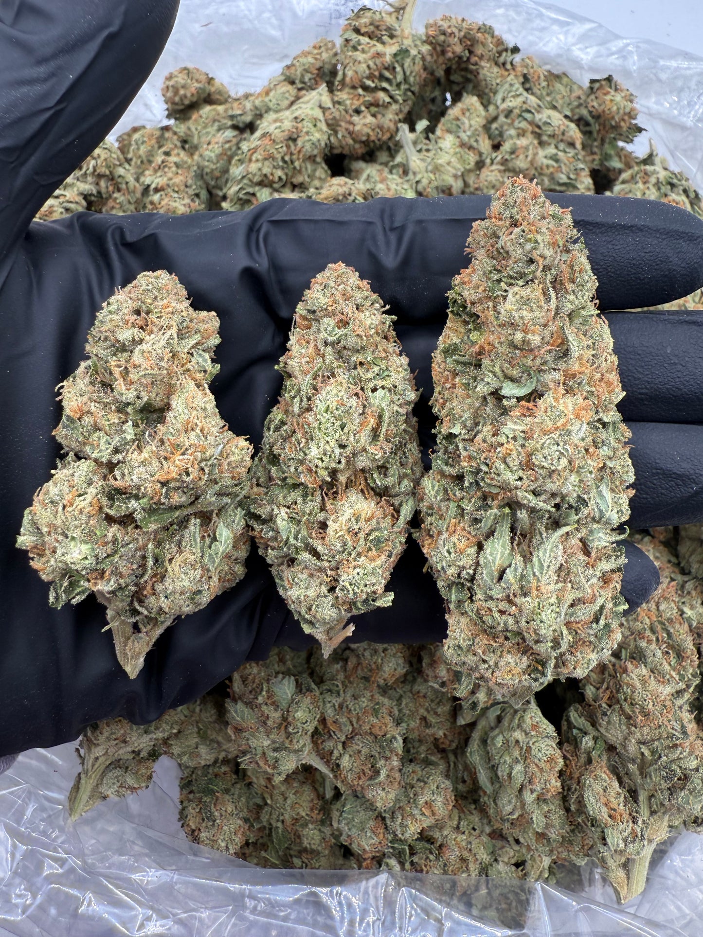 BULK THCA PREMIUM FLOWER INDOOR SFV (SAN FERNANDO VALLEY)