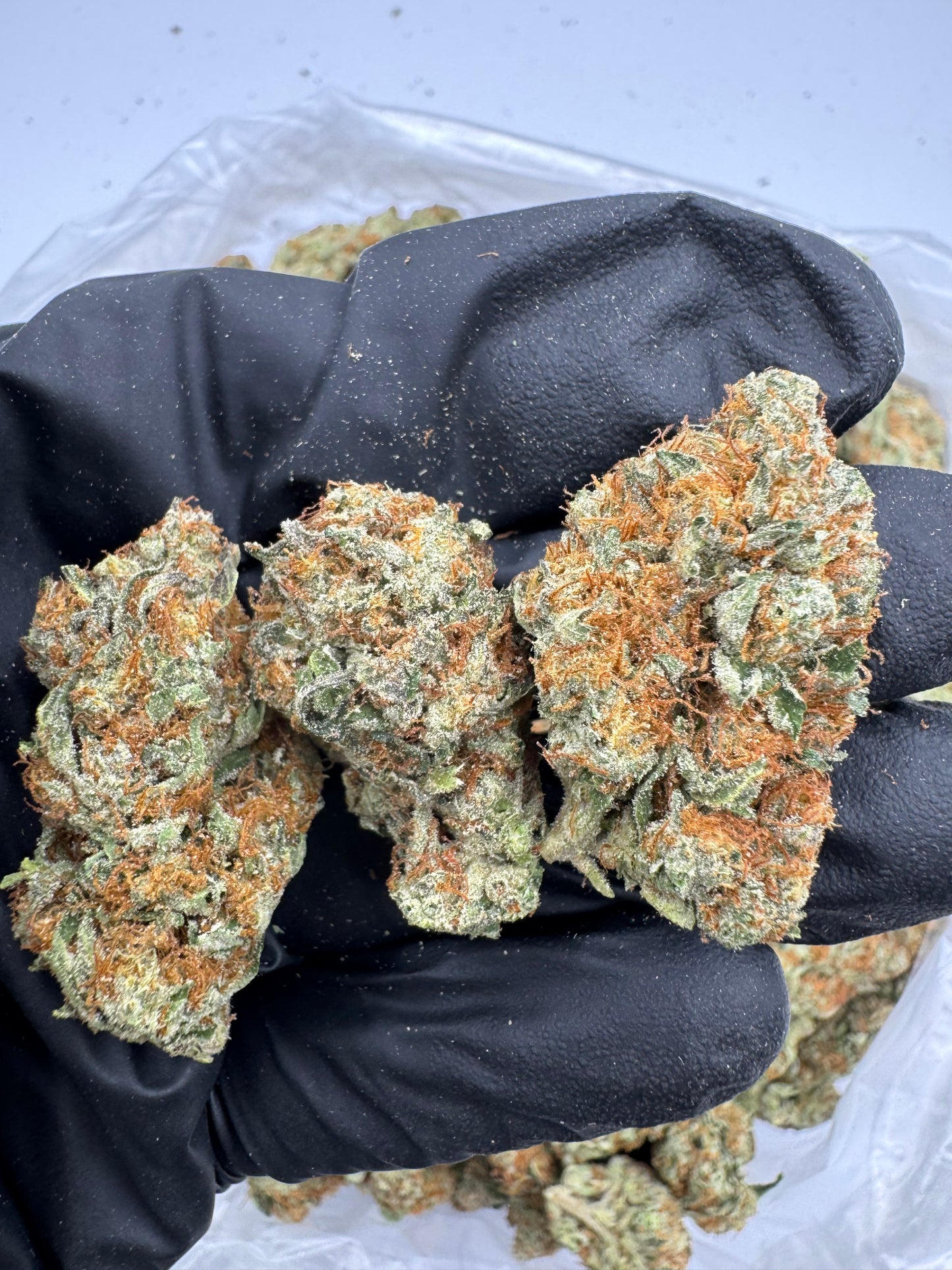 BULK THCA ECONOMY FLOWER LIGHT DEP SHERBLATO