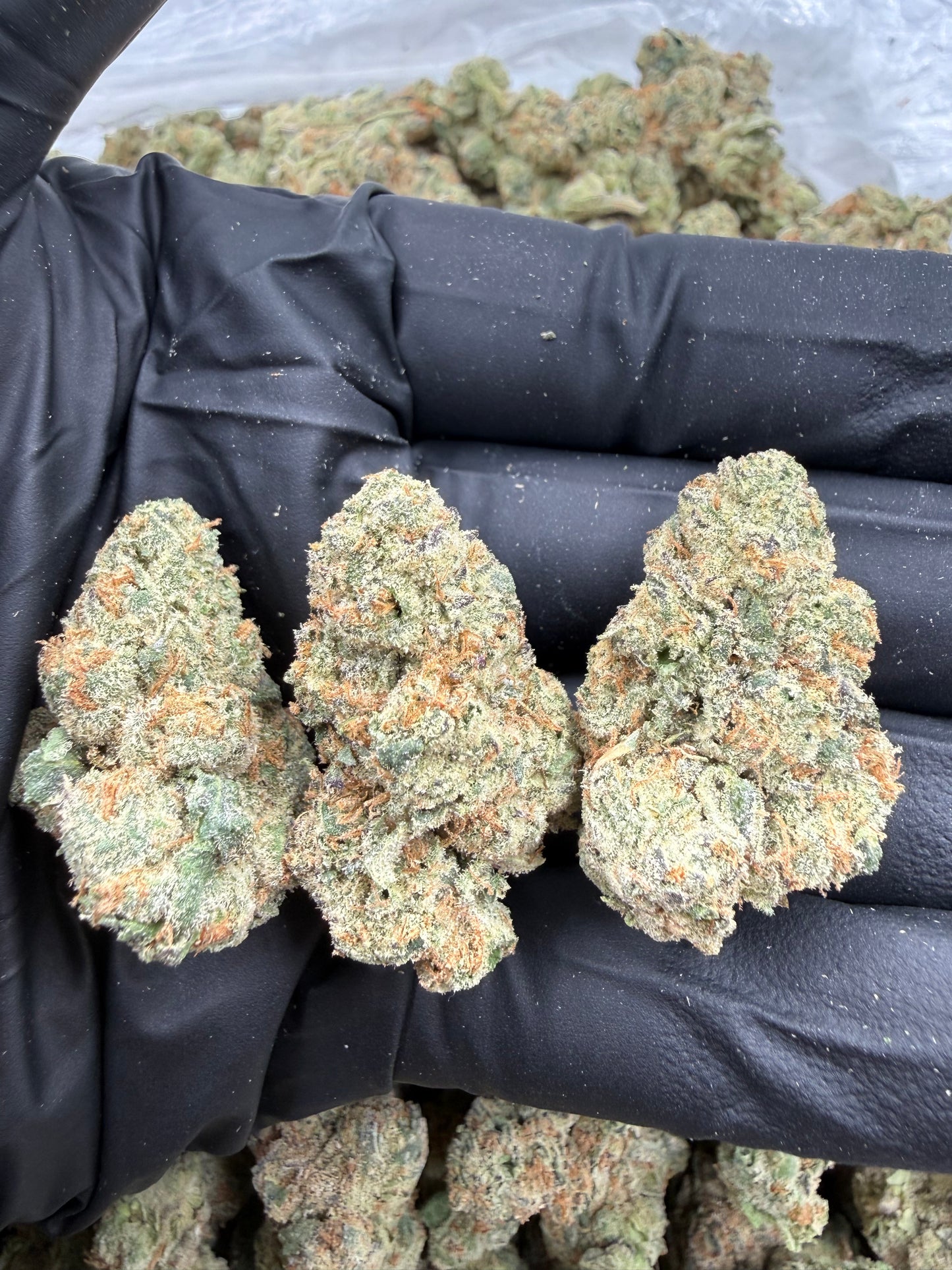 BULK THCA PREMIUM FLOWER INDOOR SOUR OG