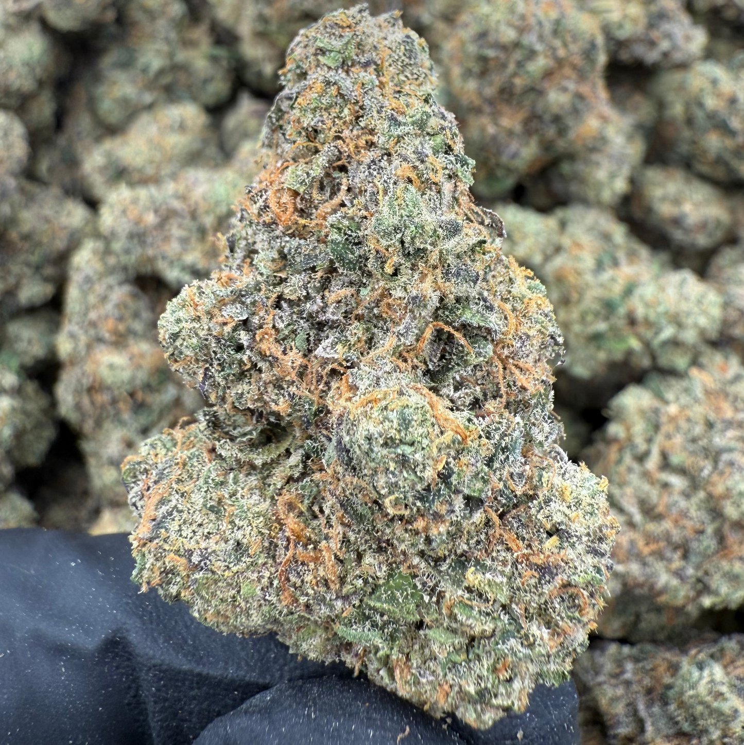 STARDAWG