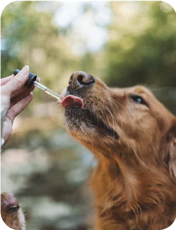 BAILEY'S CBD PET TINCTURE, CALMING, W/ CHAMOMILE + L-THEANINE